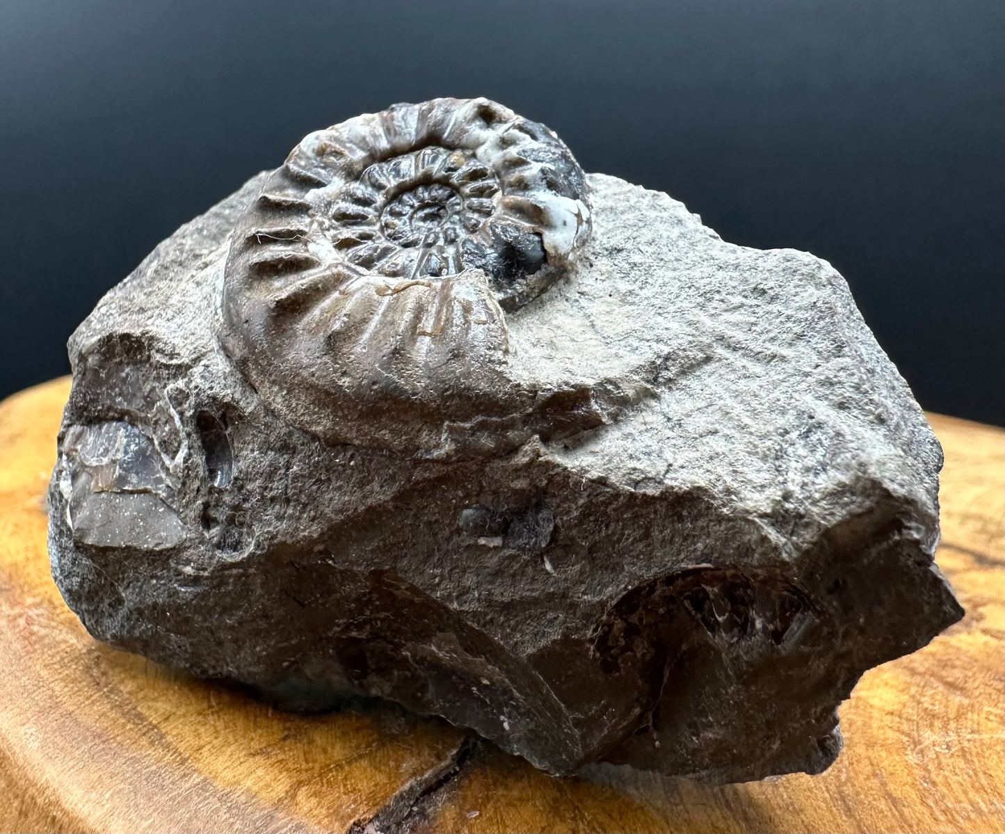 Amaltheus subnodosus Ammonite fossil with stand - Whitby, North Yorkshire Jurassic Coast Yorkshire Fossils