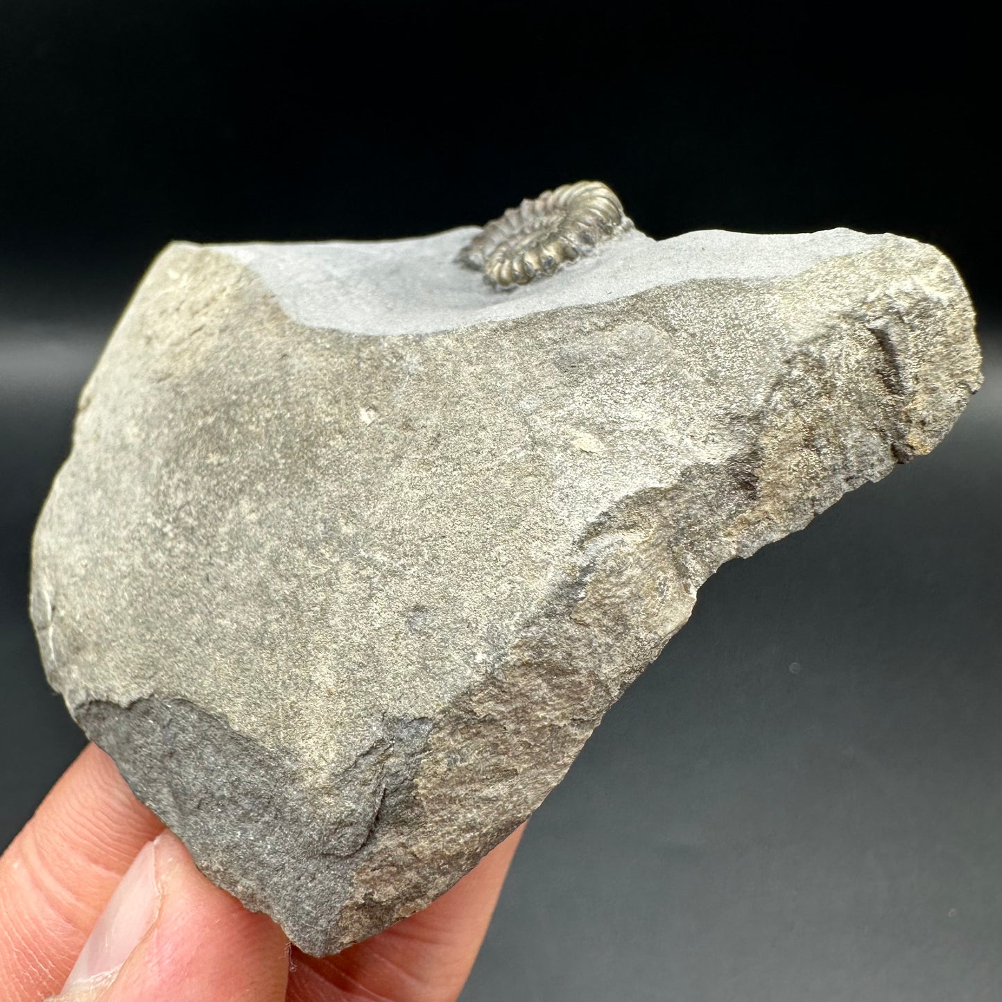 Promicroceras ammonite shell fossil with box and stand - Whitby, North Yorkshire Jurassic Coast Yorkshire Fossils