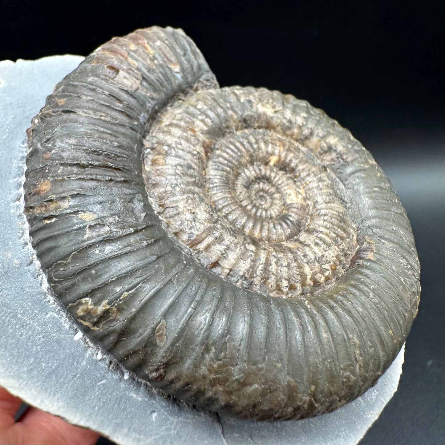 Zugodactylites ammonite fossil with box and stand - Whitby, North Yorkshire Jurassic Coast, Yorkshire fossils