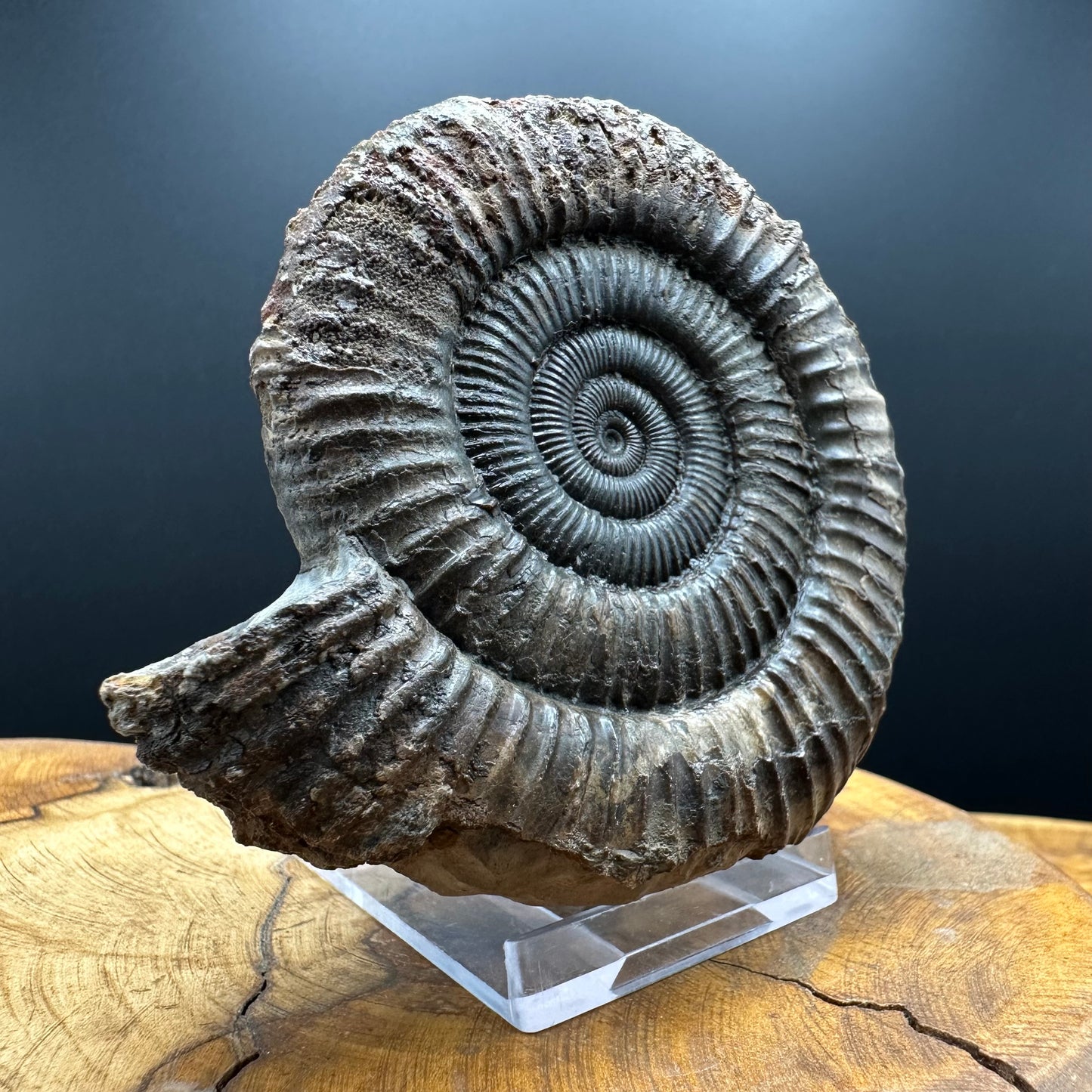 Dactylioceras Ammonite Fossil With box and Stand - Whitby, North Yorkshire Jurassic Coast Yorkshire Fossils