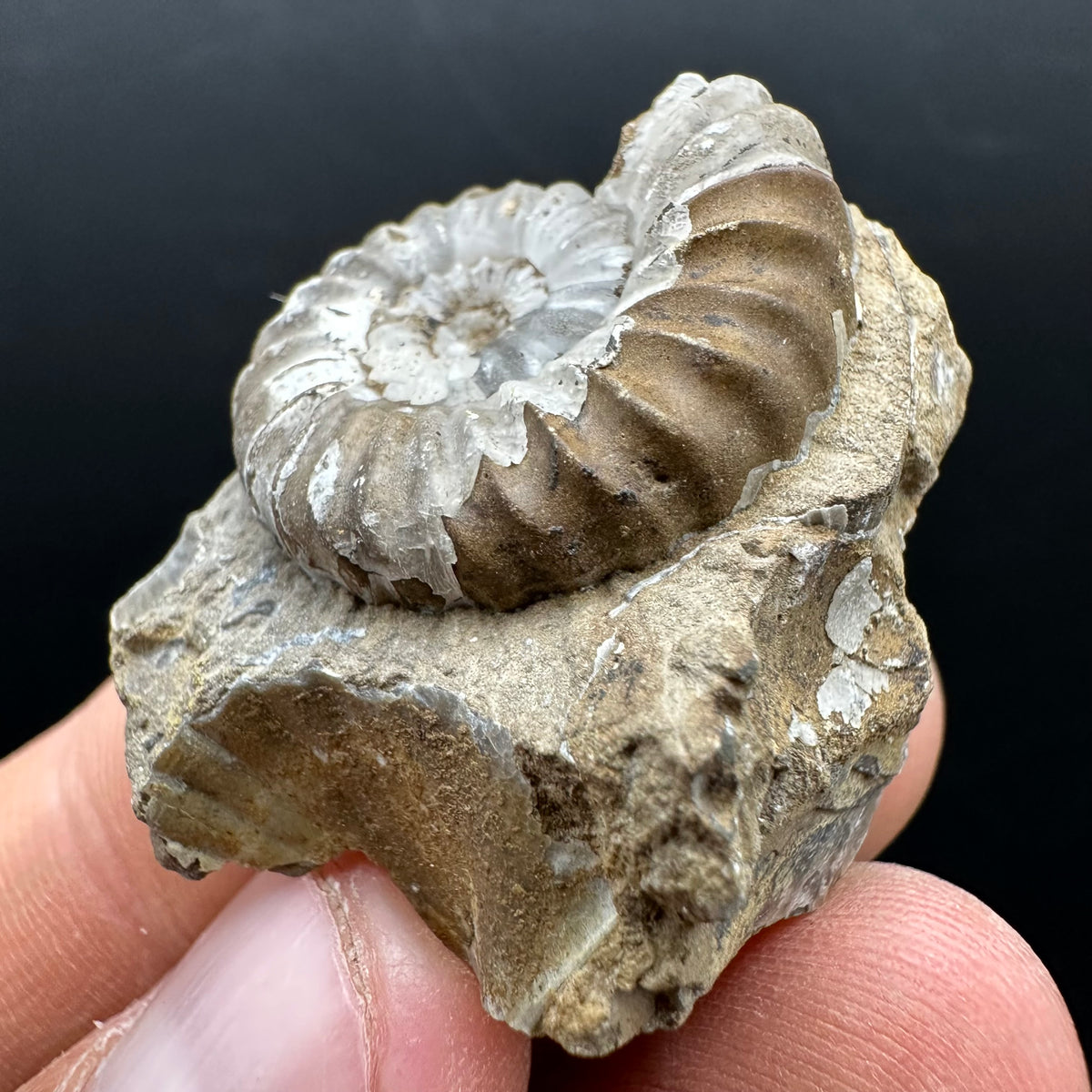 Androgynoceras capricornus Ammonite Fossil With Stand - Whitby, North Yorkshire Jurassic Coast Yorkshire Fossils