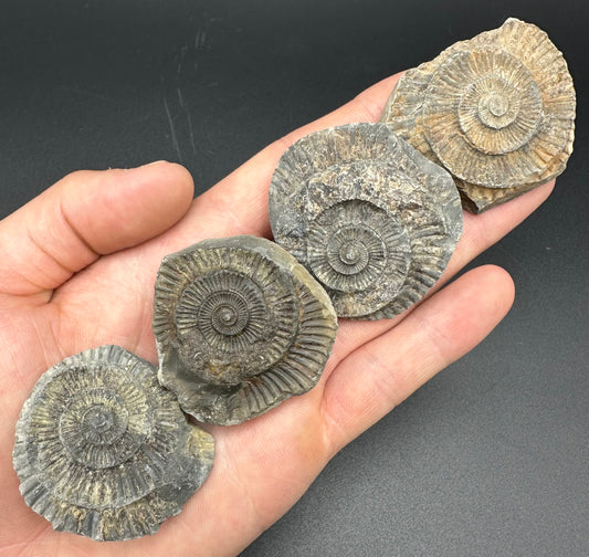 Dactylioceras imprint (negative) bundle ammonite shell fossil with box - Whitby, North Yorkshire, Yorkshire Fossils