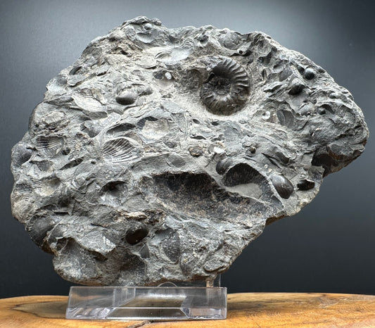 Grammoceras thoaurense Ammonite shell fossil with box and stand - Whitby, North Yorkshire, Yorkshire Fossils from the Jurassic Coast