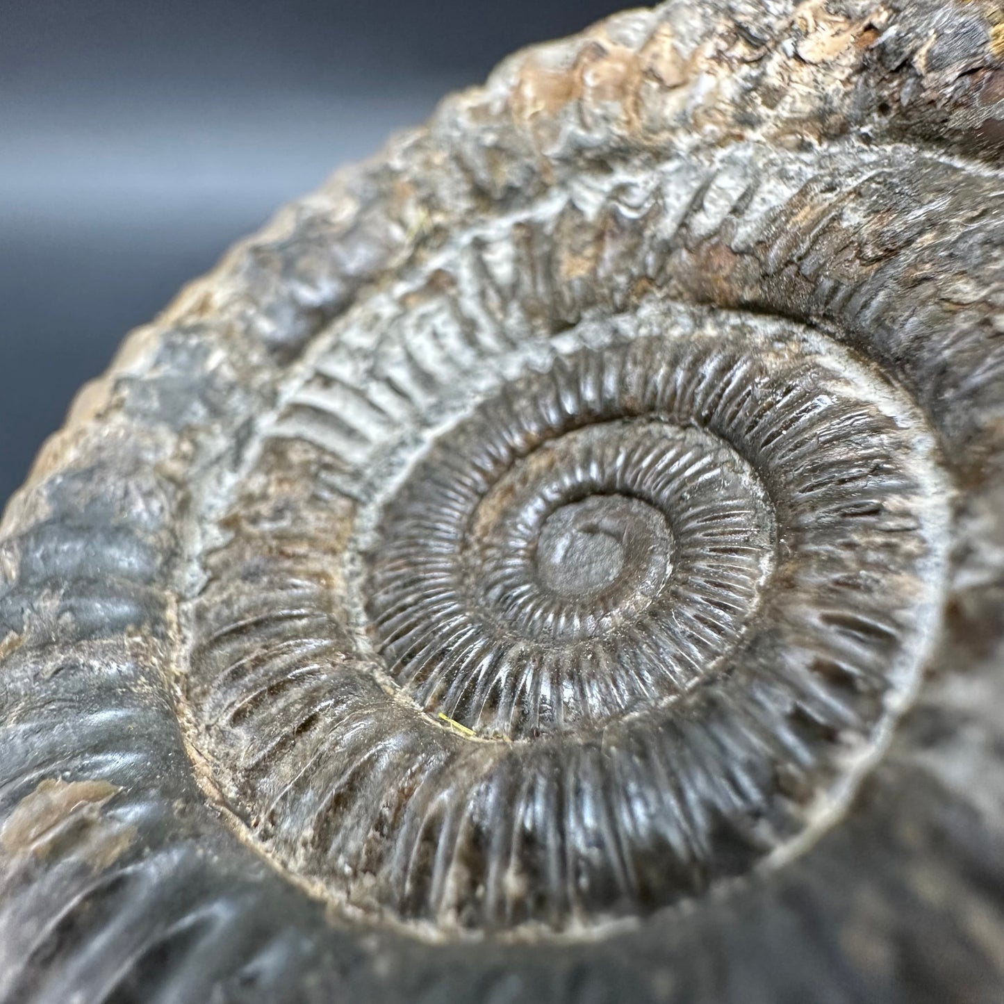 Dactylioceras Ammonite Fossil With Box And Stand - Whitby, North Yorkshire Jurassic Coast Yorkshire Fossils