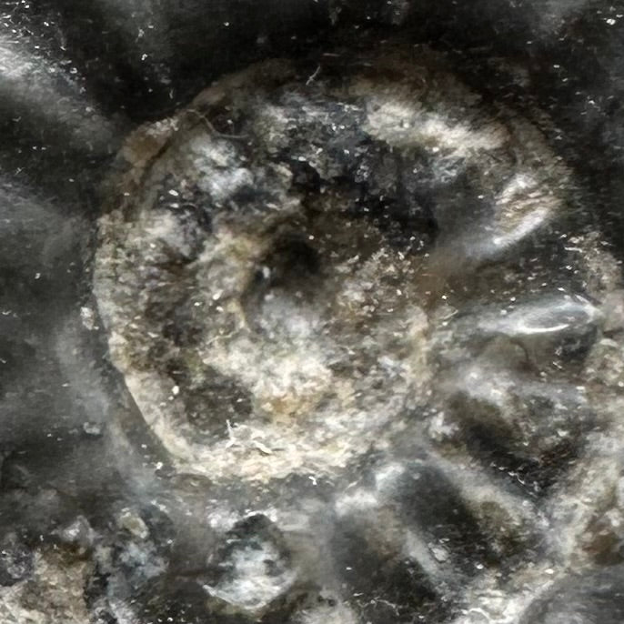 Agassiceras sp. ammonite fossil with box and stand - Whitby, North Yorkshire Jurassic Coast Yorkshire Fossils