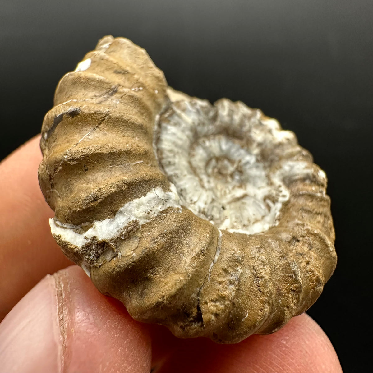 Androgynoceras capricornus Ammonite Fossil With Stand - Whitby, North Yorkshire Jurassic Coast Yorkshire Fossils