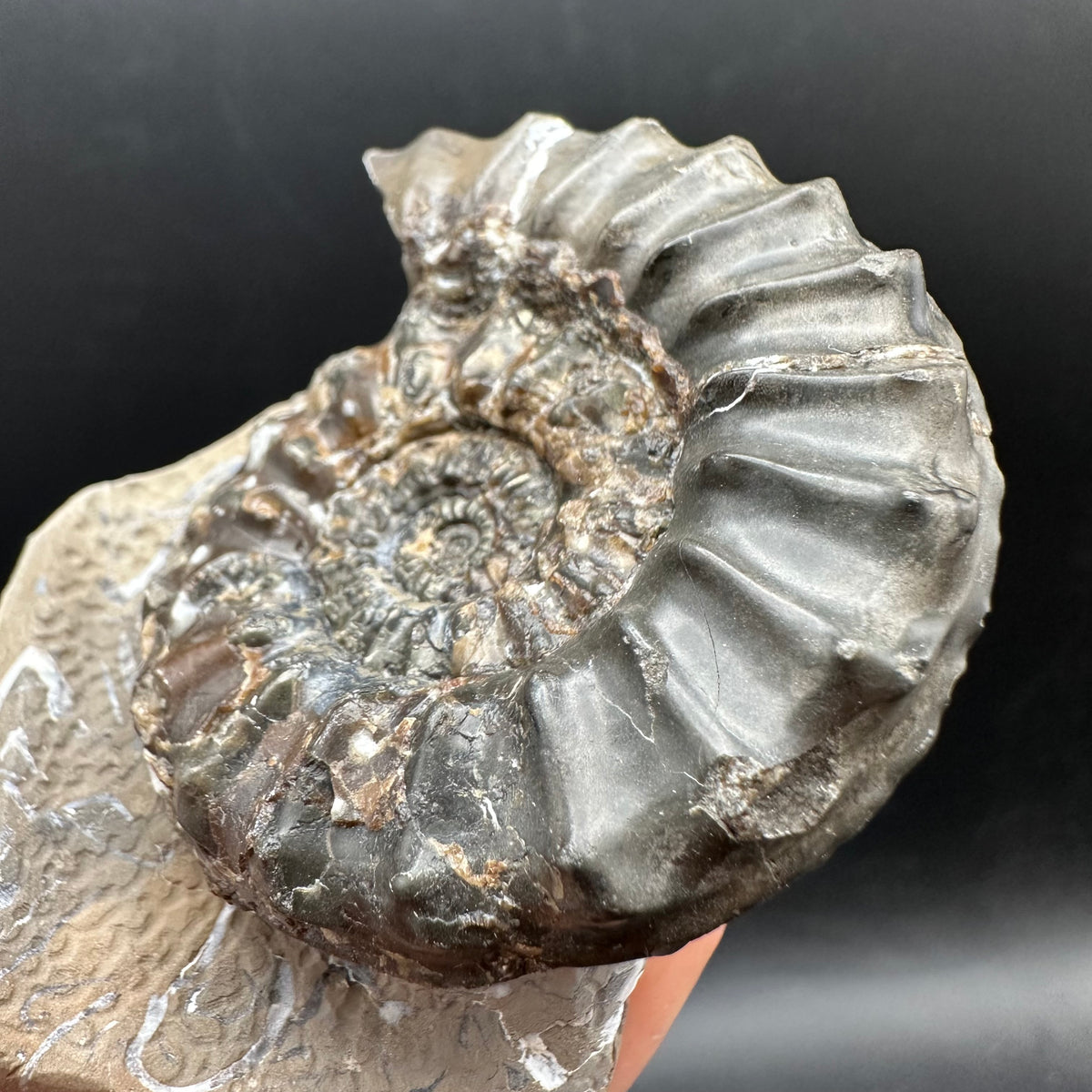 Pleuroceras paucicostatum ammonite fossil with box and stand - Whitby, North Yorkshire Jurassic Coast Yorkshire Fossils
