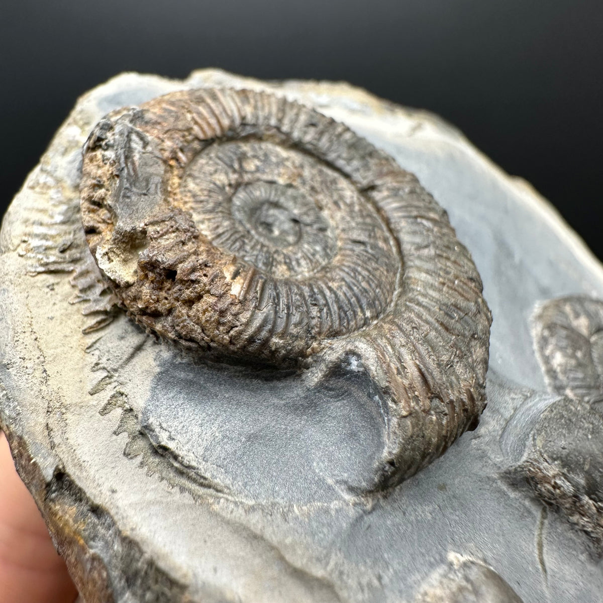Dactylioceras Ammonite Fossil With Stand - Whitby, North Yorkshire Jurassic Coast Yorkshire Fossils