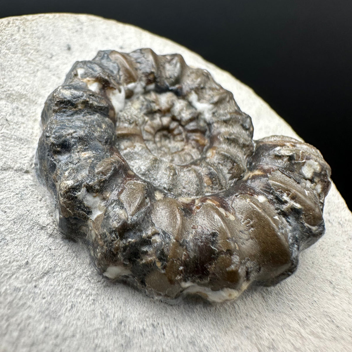 Androgynoceras maculatum ammonite fossil with box and stand - Whitby, North Yorkshire Jurassic Coast Yorkshire Fossils