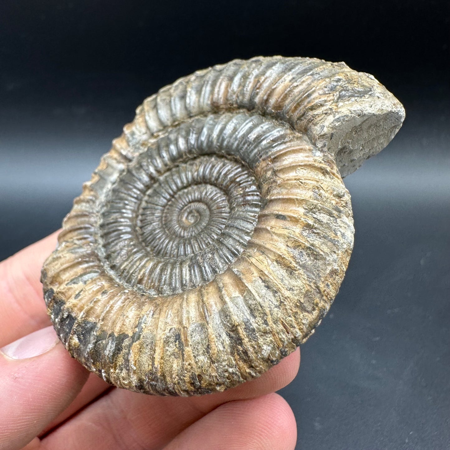 Dactylioceras Ammonite Fossil With box and Stand - Whitby, North Yorkshire Jurassic Coast Yorkshire Fossils