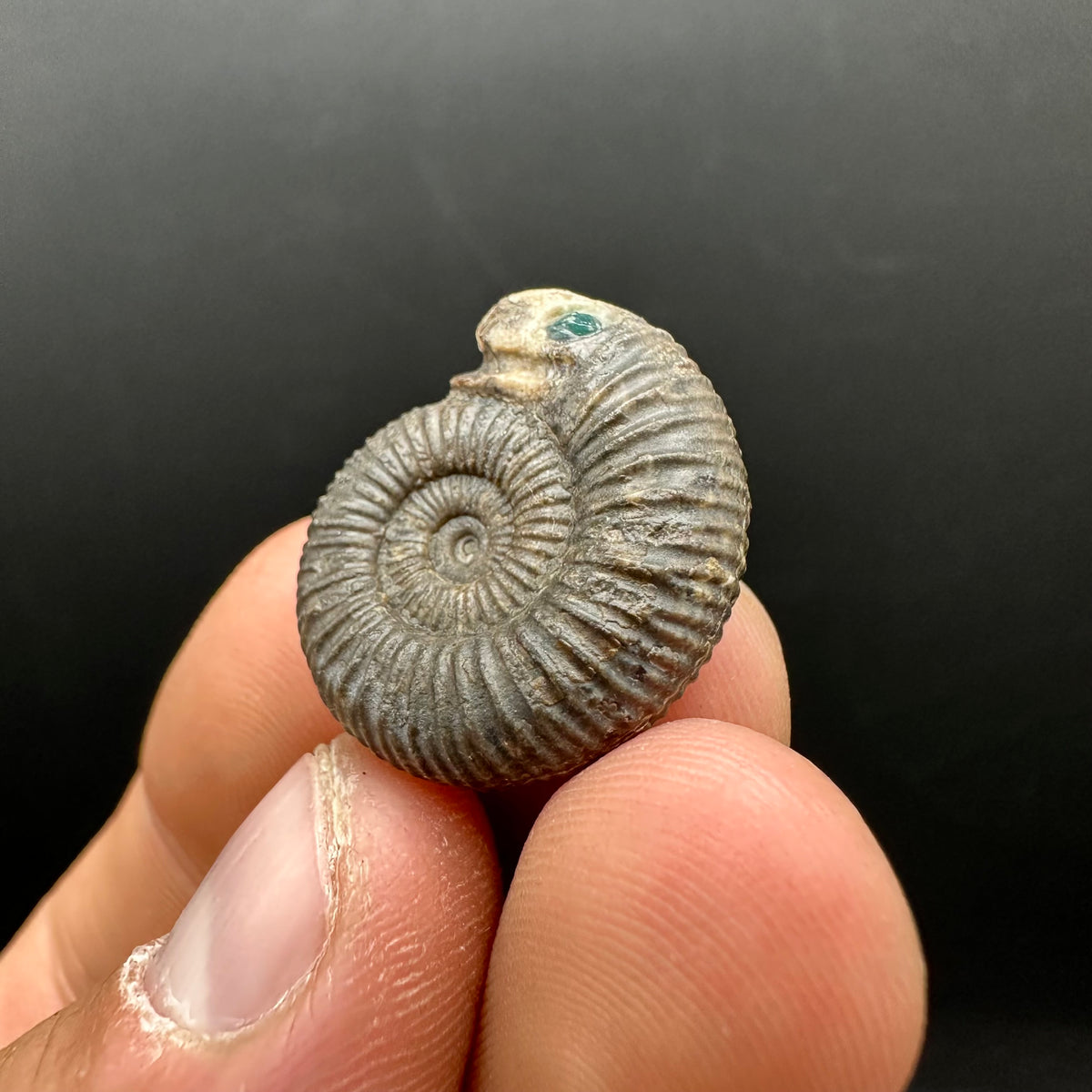 Snakestone Ammonite Fossil With Bag/Box And Stand - Whitby, North Yorkshire Jurassic Coast Yorkshire Fossils