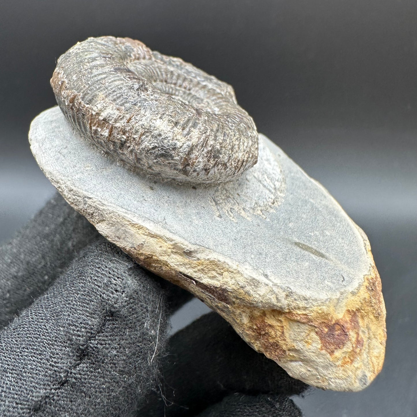 Dactylioceras Ammonite Fossil With Box And Stand - Whitby, North Yorkshire Jurassic Coast Yorkshire Fossils