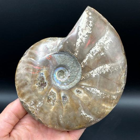 Cleoniceras Ammonite Fossil With Stand - Cretaceous Ammonite Madagascar