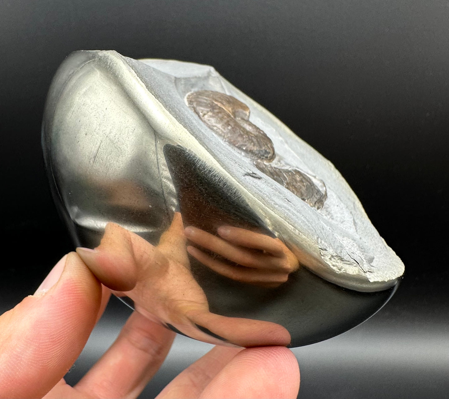 Golden Egg (GENUINE) Ammonite Fossil With Stand - Whitby, North Yorkshire Jurassic Coast Yorkshire Fossils