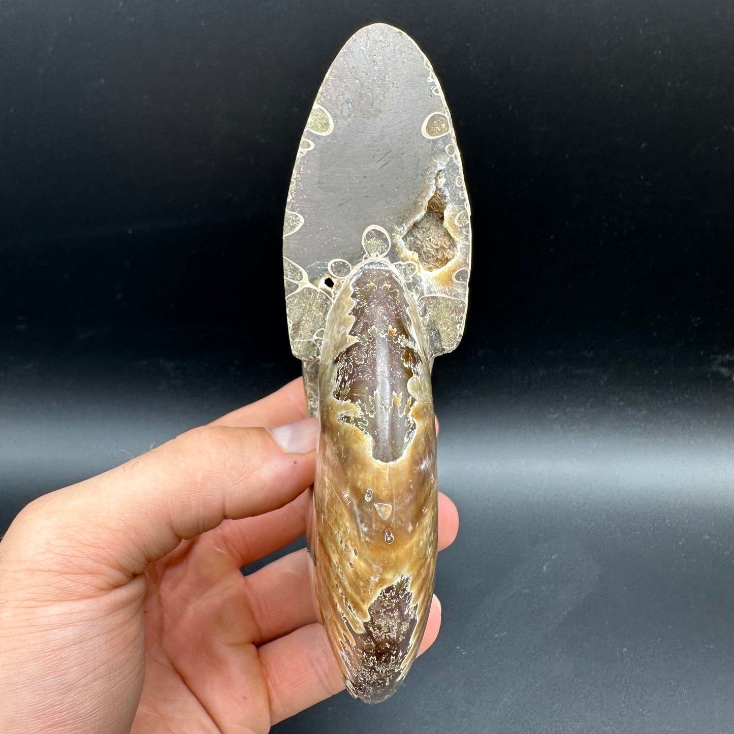Cleoniceras Ammonite Fossil With Stand - Cretaceous Ammonite Madagascar