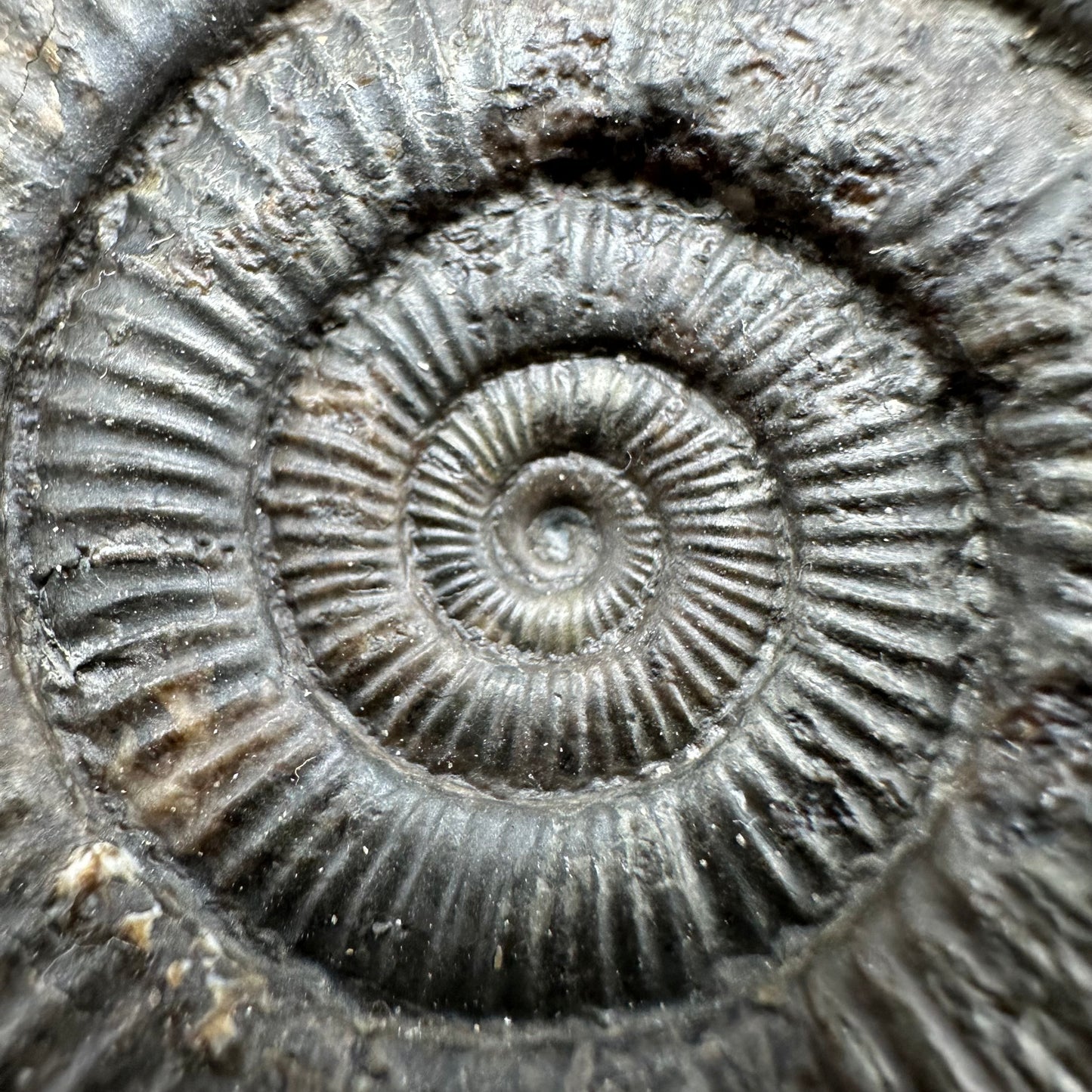 Dactylioceras Ammonite Fossil With Box And Stand - Whitby, North Yorkshire Jurassic Coast Yorkshire Fossils