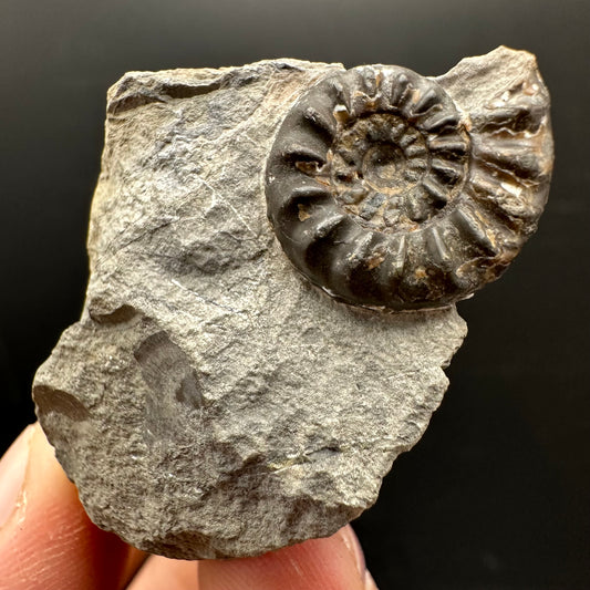 Amaltheus subnodosus Ammonite fossil with stand - Whitby, North Yorkshire Jurassic Coast Yorkshire Fossils