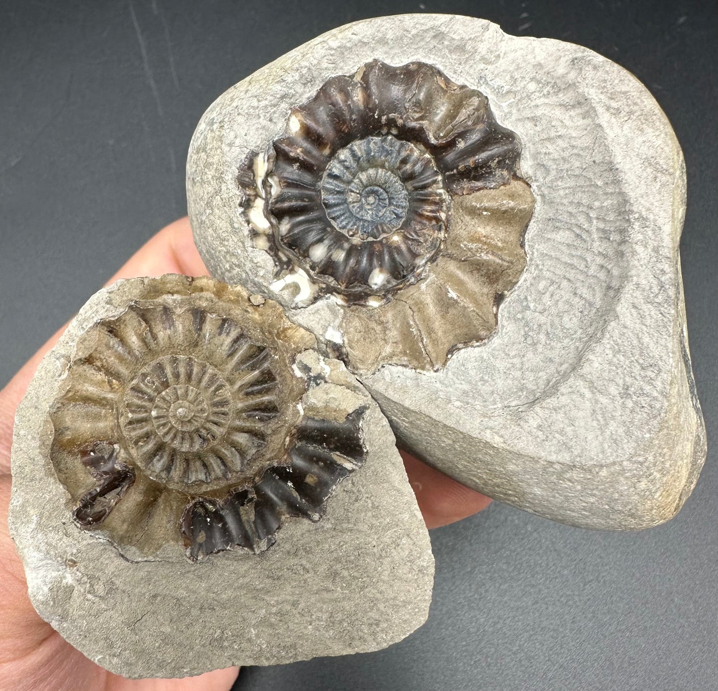 Androgynoceras maculatum Ammonite fossil with box and stand - Whitby, North Yorkshire Jurassic Coast Yorkshire Fossils n