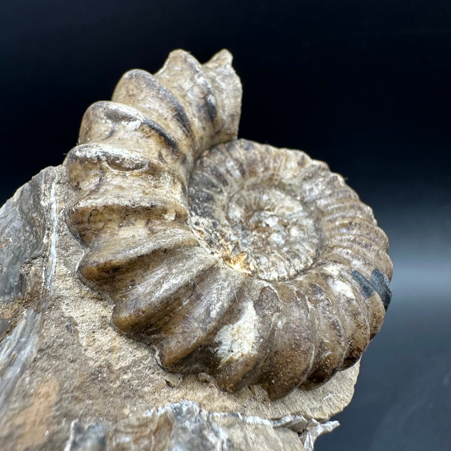 Androgynoceras capricornus Ammonite Fossil With Box And Stand - Whitby, North Yorkshire Jurassic Coast Yorkshire Fossils
