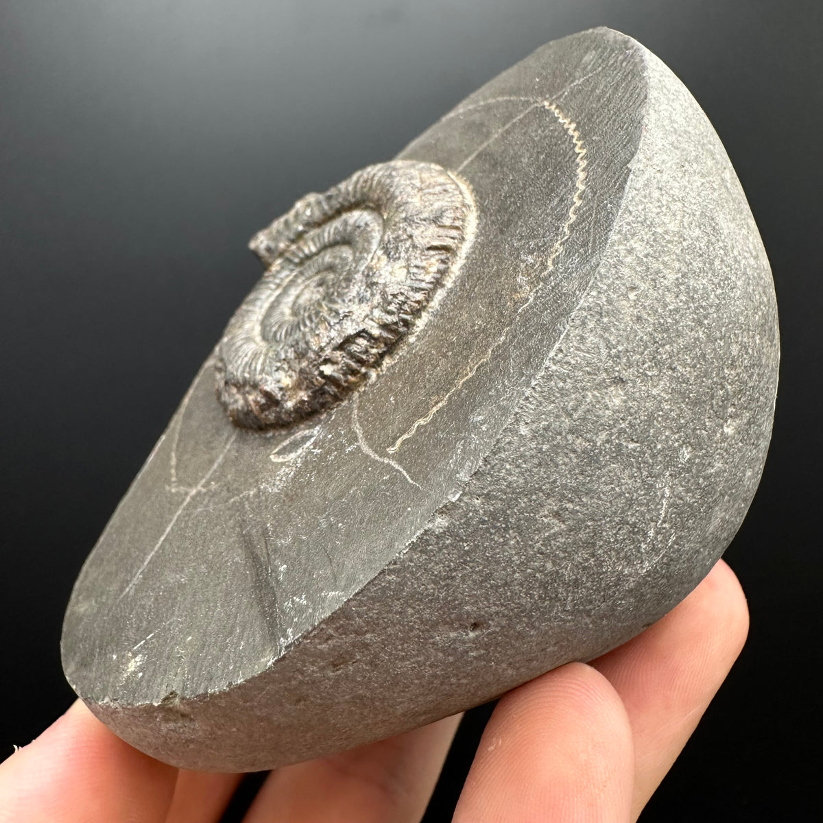 Dactylioceras Ammonite Fossil With box and Stand - Whitby, North Yorkshire Jurassic Coast Yorkshire Fossils