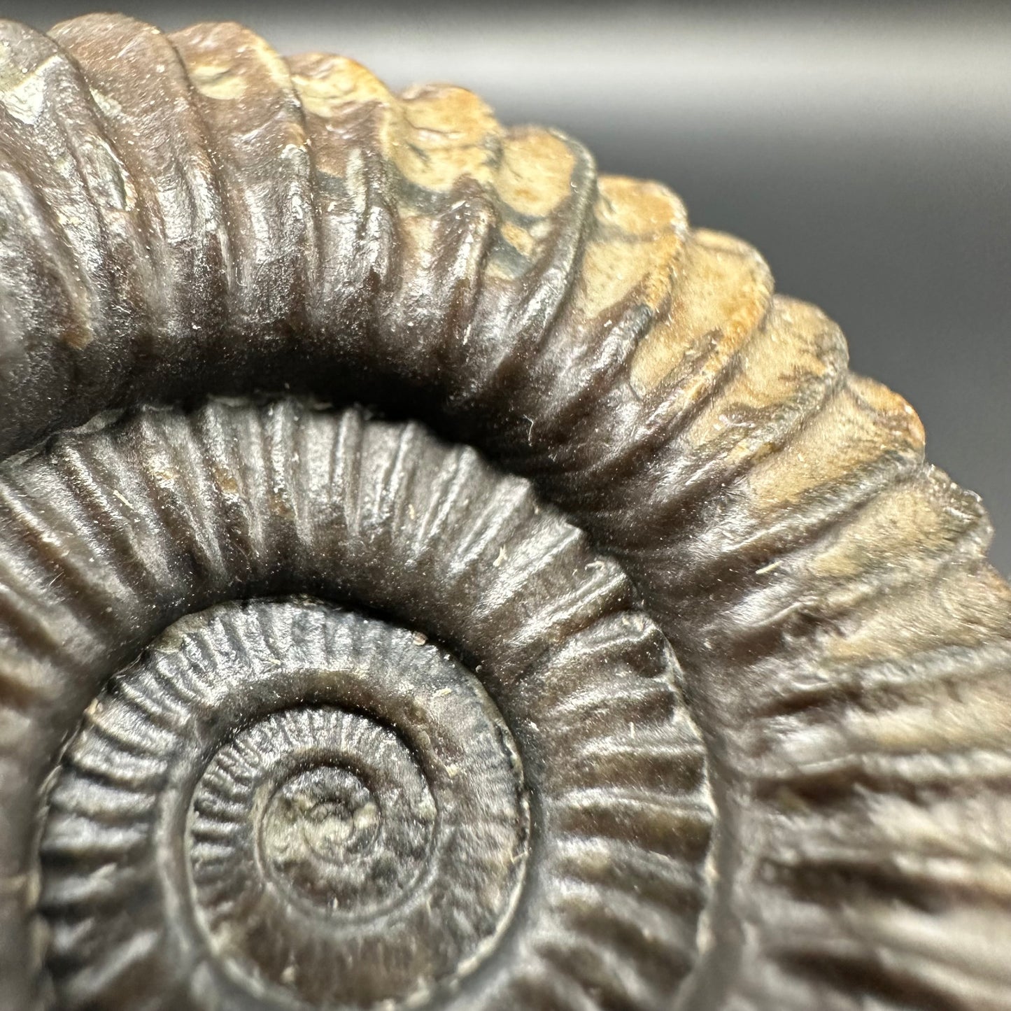 Schlothemia sp. ammonite fossil with box and stand - Whitby, North Yorkshire Jurassic Coast, Yorkshire fossils