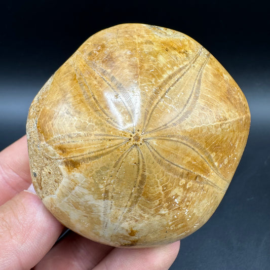 Holectypus Sea Urchin Fossil With Box And Stand - Middle Jurassic Madagascar