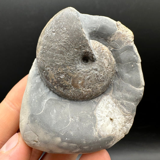 Phylloceras ammonite fossil with box and stand - Whitby, North Yorkshire Jurassic Coast, Yorkshire fossils