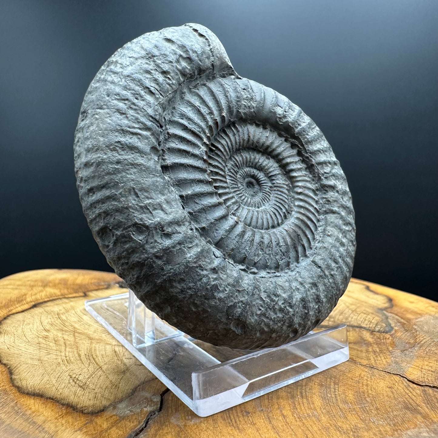 Dactylioceras Ammonite Fossil With box and Stand - Whitby, North Yorkshire Jurassic Coast Yorkshire Fossils