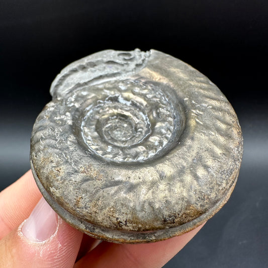 Snakestone Ammonite Fossil With Bag/Box And Stand - Whitby, North Yorkshire Jurassic Coast Yorkshire Fossils