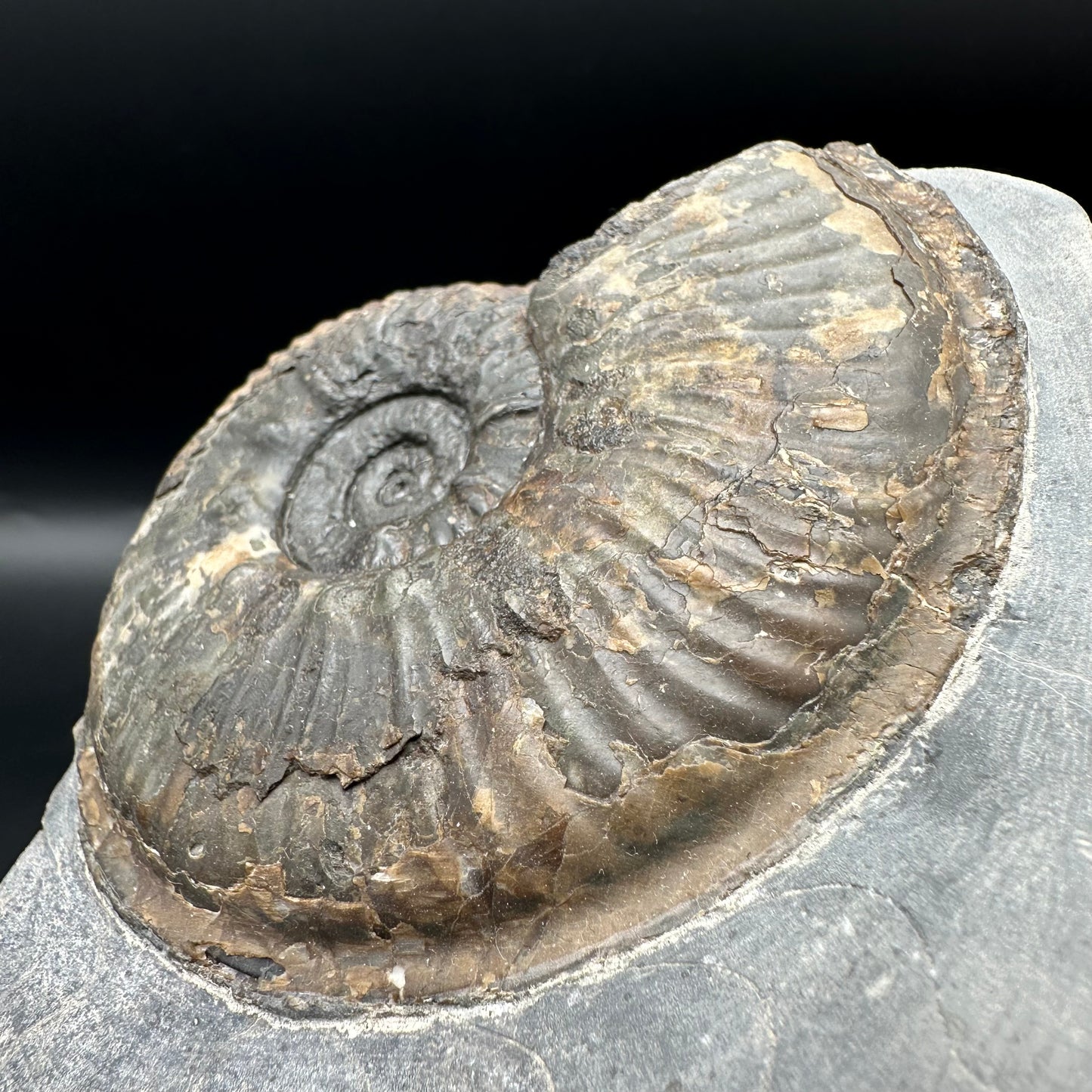 Haugia beani ammonite fossil with box and stand - Whitby, North Yorkshire Jurassic Coast Yorkshire Fossils