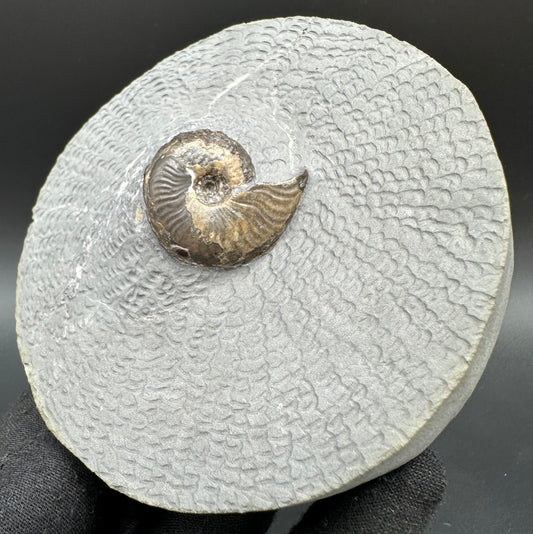 Eleganticeras Elegantulum ammonite with box and stand - Whitby, North Yorkshire Jurassic Coast, Yorkshire Fossils