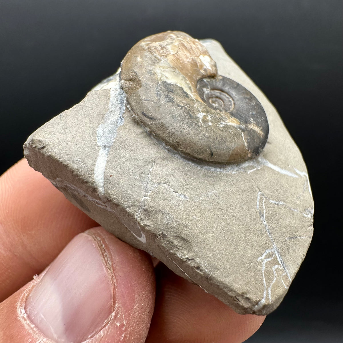 Amaltheus striatus ammonite fossil with box and stand - Whitby, North Yorkshire Jurassic Coast Yorkshire Fossils