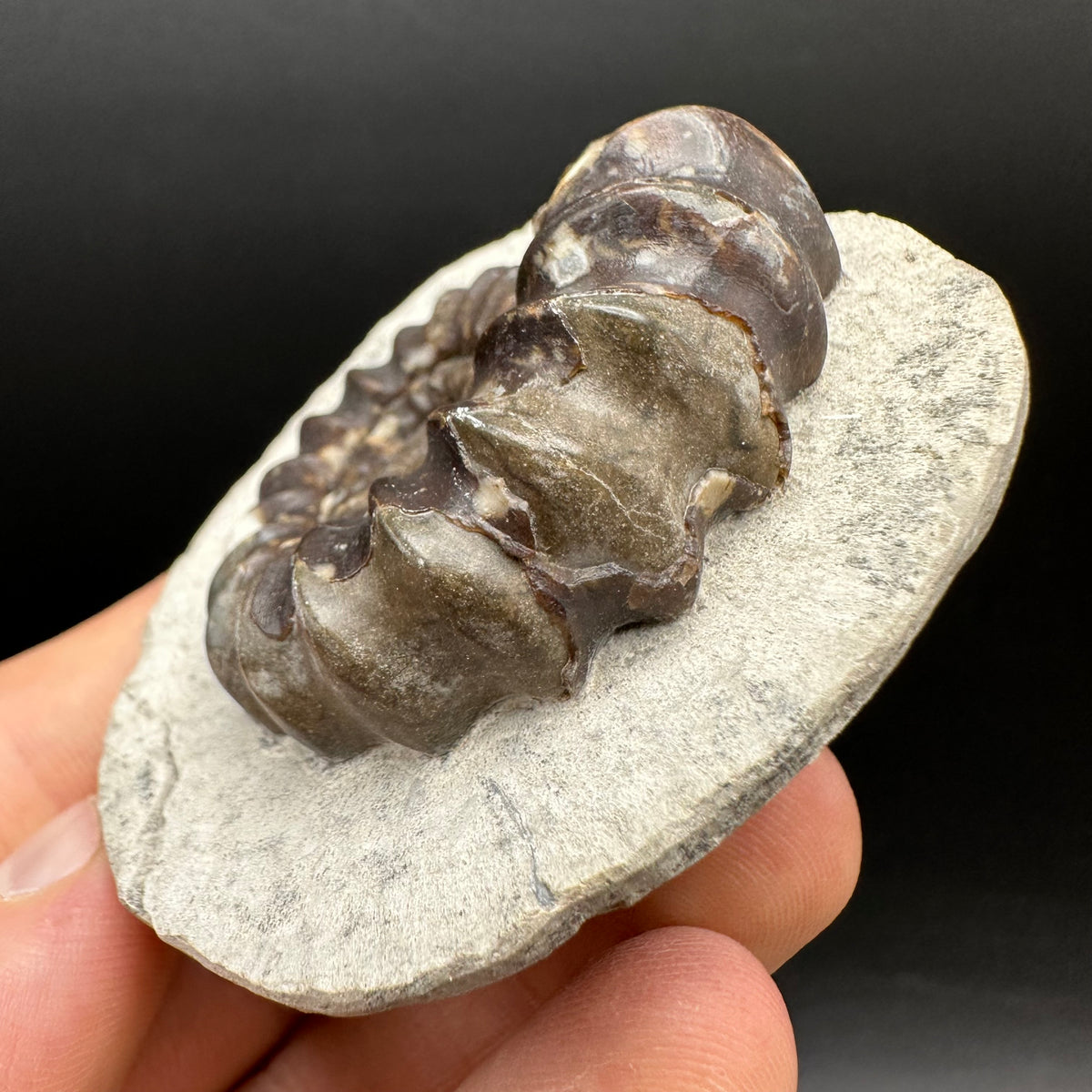 Androgynoceras maculatum ammonite fossil with box and stand - Whitby, North Yorkshire Jurassic Coast Yorkshire Fossils