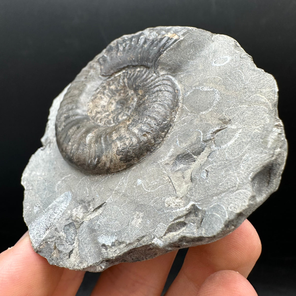 Grammoceras thoaurense Ammonite shell fossil with box and stand - Whitby, North Yorkshire, Yorkshire Fossils from the Jurassic Coast
