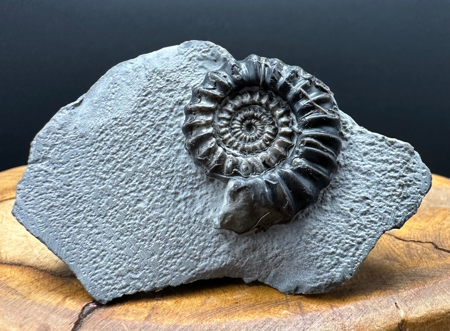 Gagaticeras Ammonite fossil with box and stand - Whitby, North Yorkshire Jurassic Coast Yorkshire Fossils
