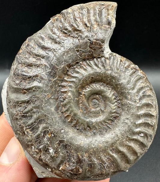 Hildoceras lusitanicum Ammonite fossil with box and stand - Whitby, North Yorkshire, Jurassic Coast, Yorkshire Fossils from the Jurassic Coast