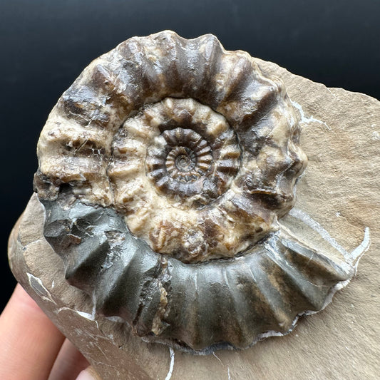 Androgynoceras maculatum ammonite fossil with stand - Whitby, North Yorkshire Jurassic Coast Yorkshire Fossils