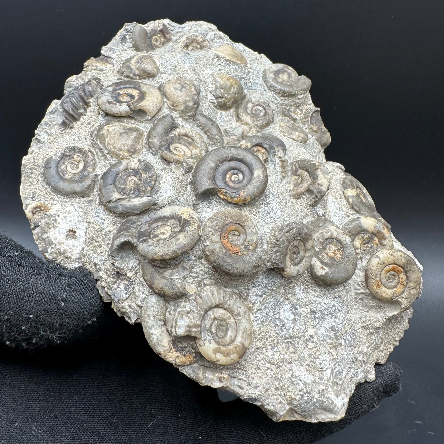 Psiloceras ammonite fossil with box and stand - Whitby, North Yorkshire Jurassic Coast, Yorkshire fossils