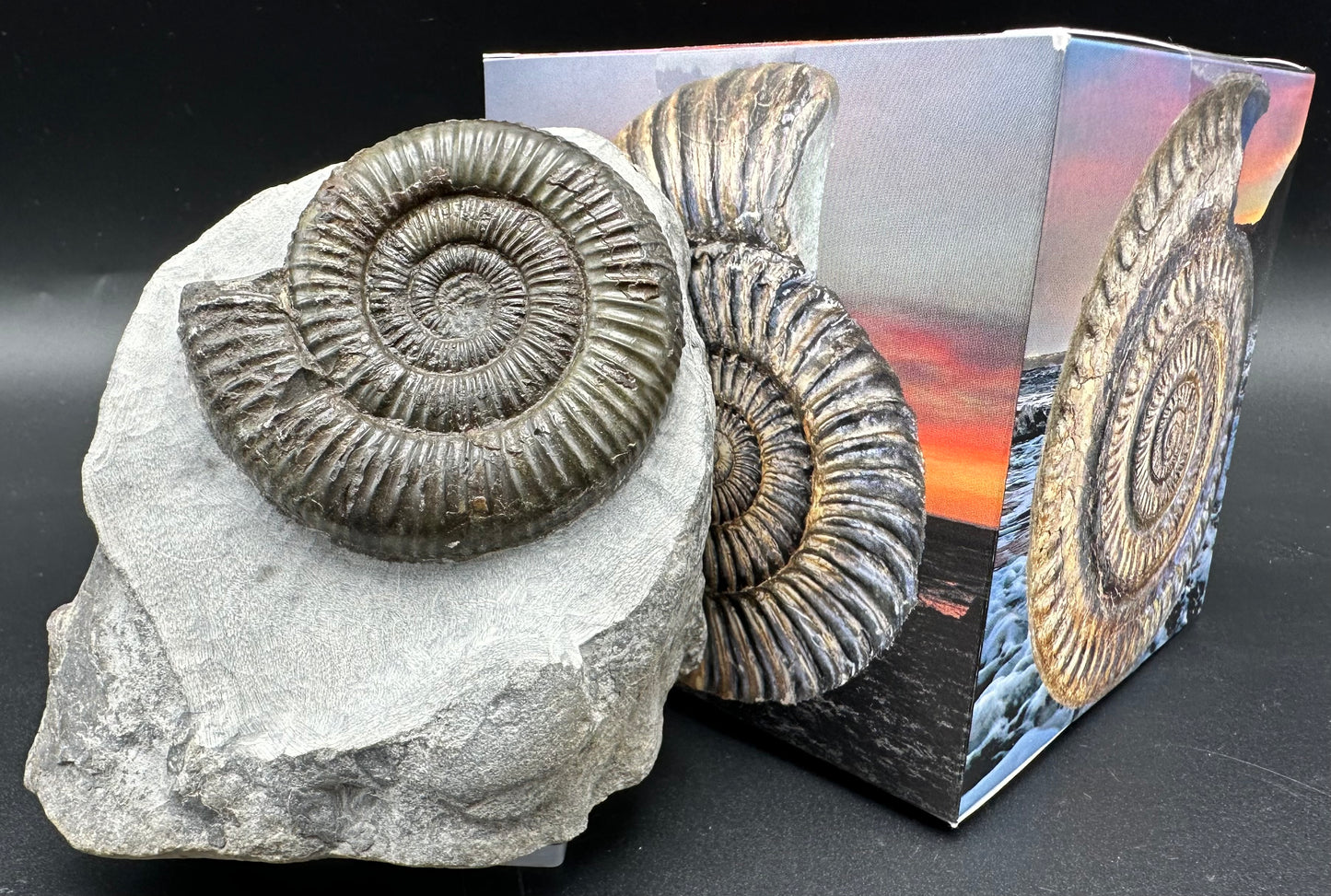 Dactylioceras Ammonite Fossil With Box And Stand - Whitby, North Yorkshire Jurassic Coast Yorkshire Fossils