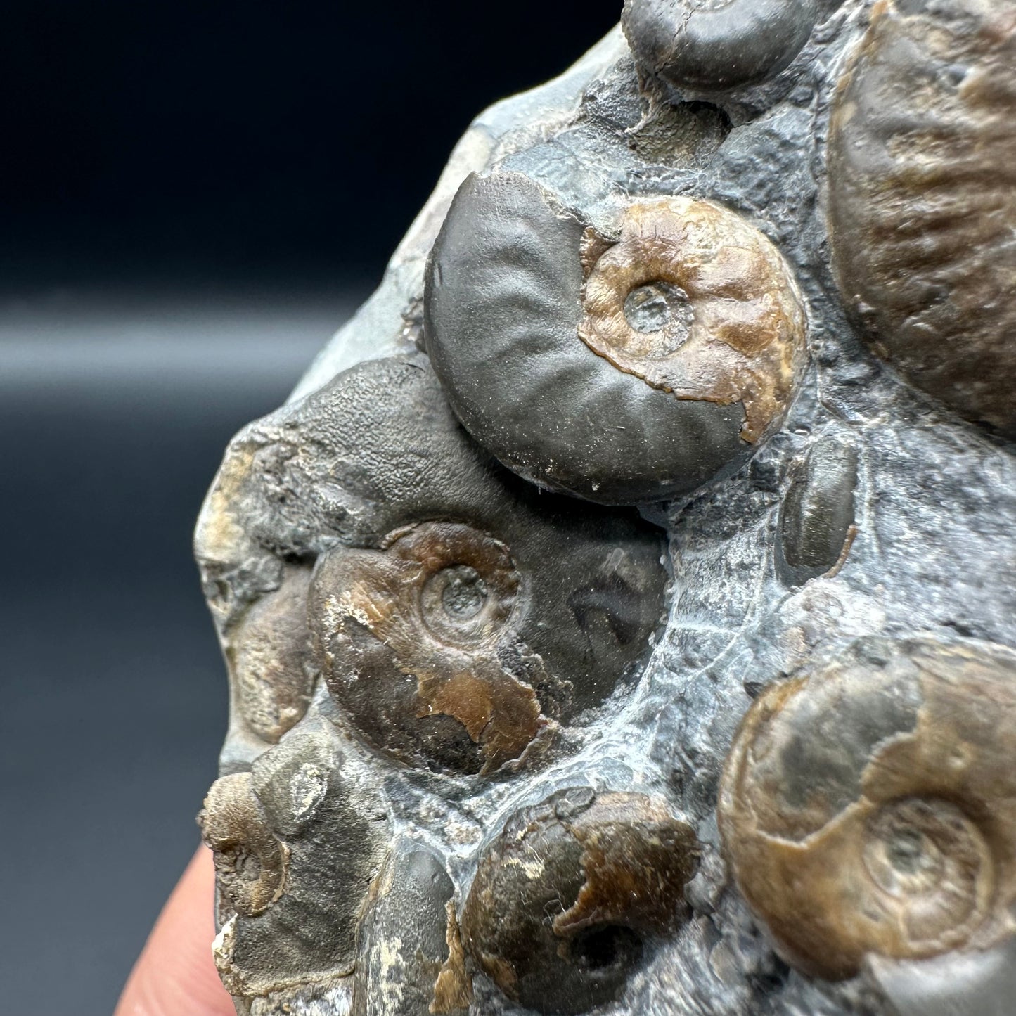 Eleganticeras Elegantulum ammonite fossil with box and stand - Whitby, North Yorkshire Jurassic Coast, Yorkshire Fossils