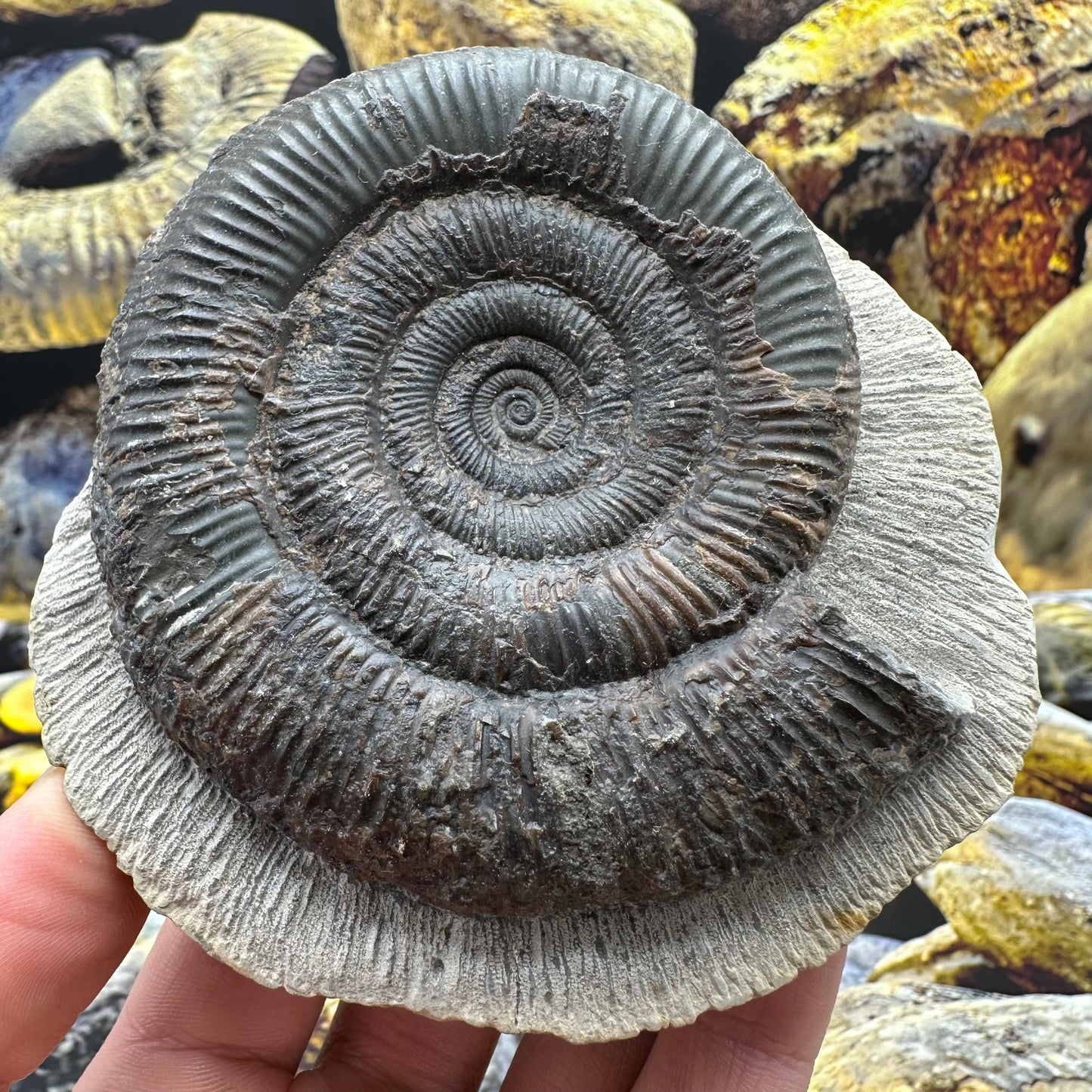 Dactylioceras tenuicostatum ammonite fossil - Whitby, North Yorkshire Jurassic Coast