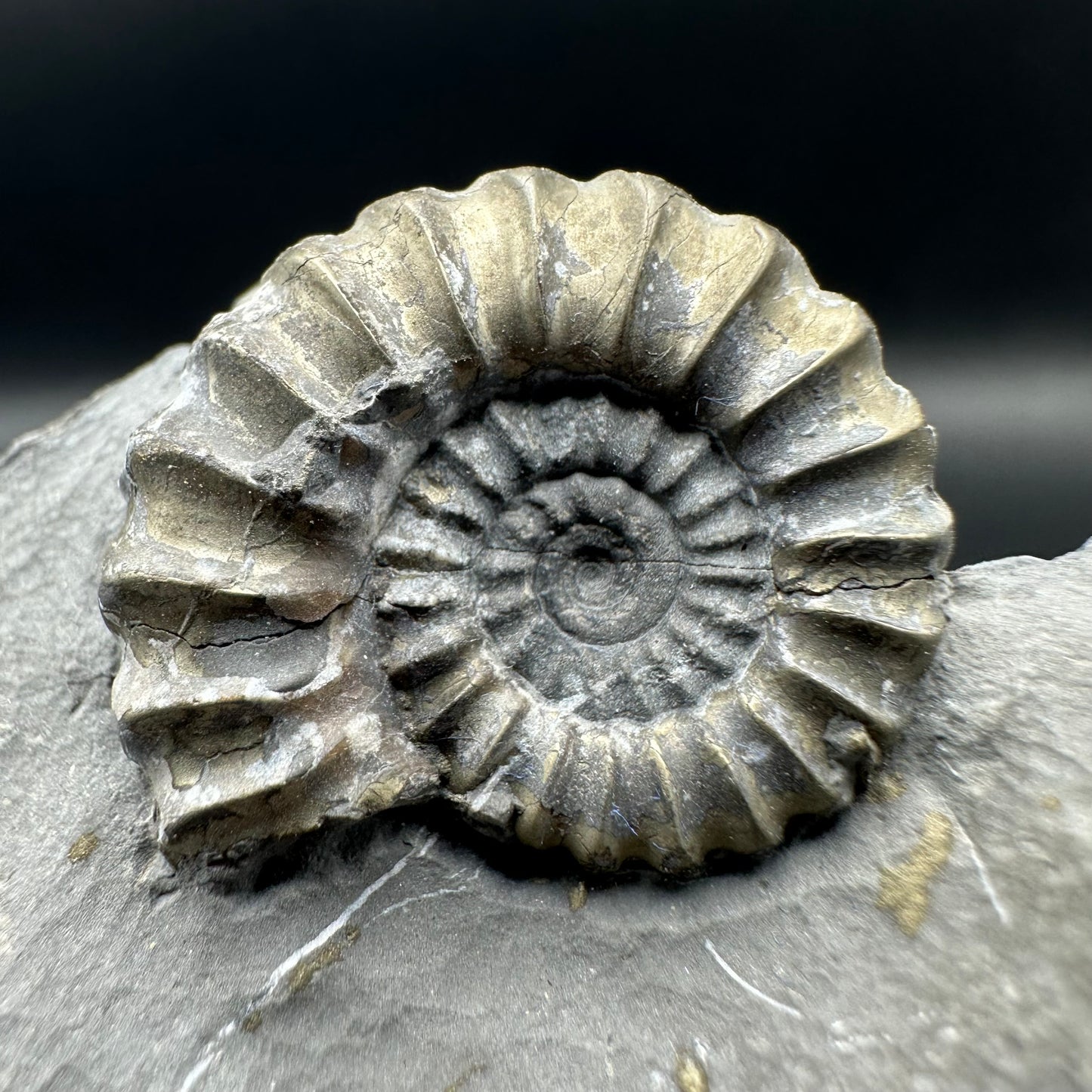 Promicroceras ammonite shell fossil with box and stand - Whitby, North Yorkshire Jurassic Coast Yorkshire Fossils