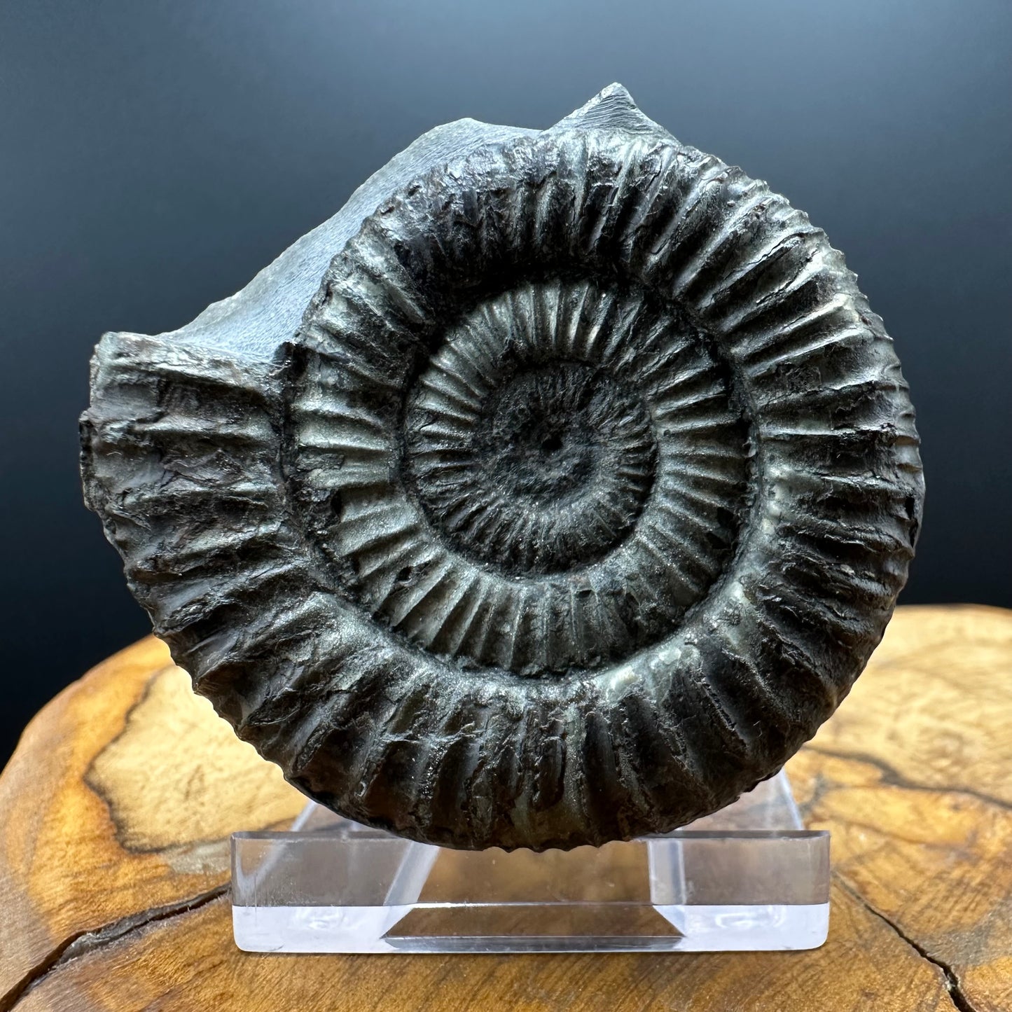 Dactylioceras Ammonite Fossil With box and Stand - Whitby, North Yorkshire Jurassic Coast Yorkshire Fossils