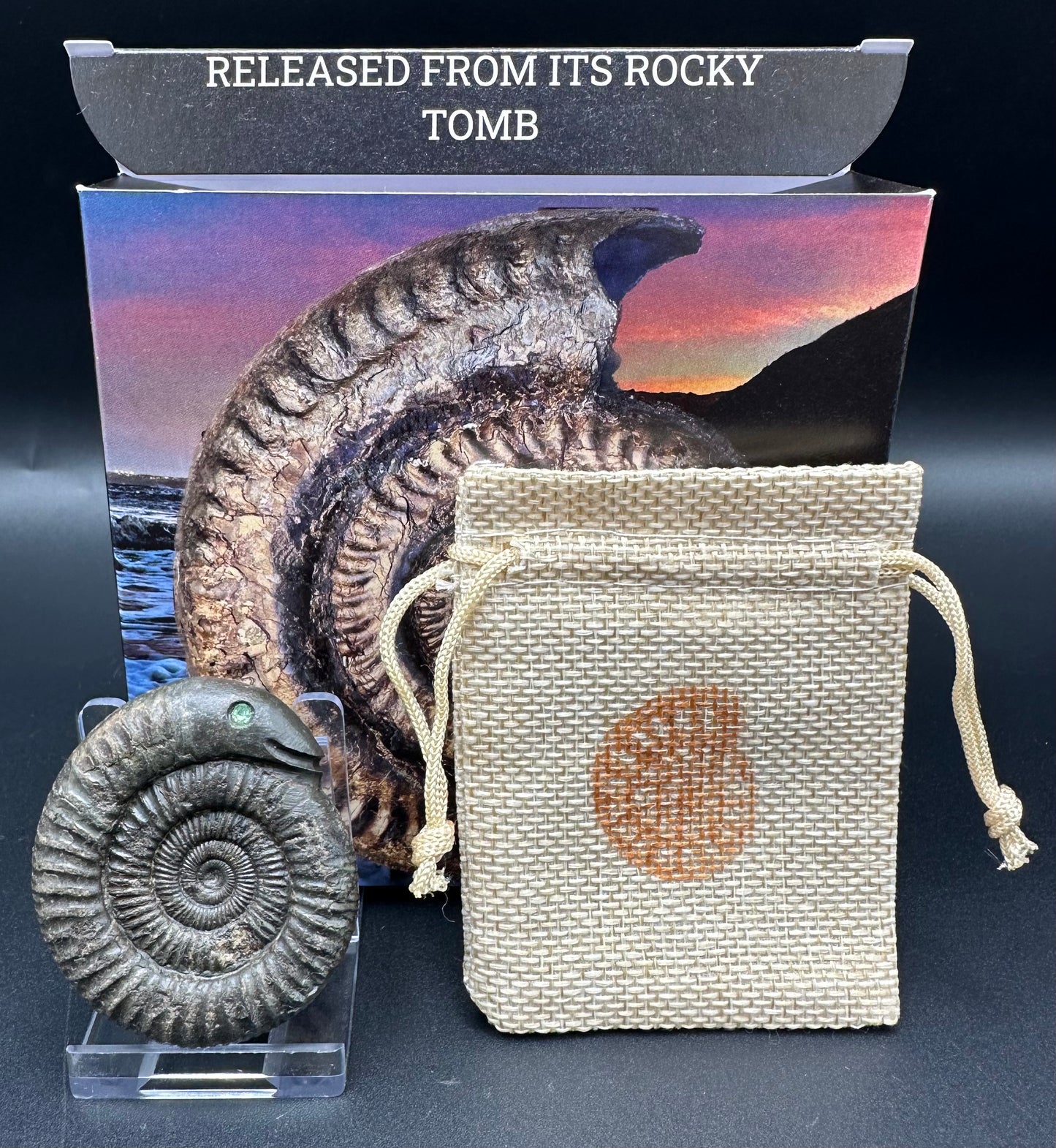 Snakestone Ammonite Fossil With Bag/Box And Stand - Whitby, North Yorkshire Jurassic Coast Yorkshire Fossils