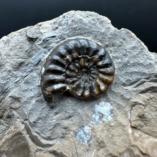 Amaltheus subnodosus Ammonite fossil with stand - Whitby, North Yorkshire Jurassic Coast Yorkshire Fossils