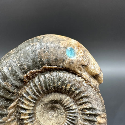 Snakestone Ammonite Fossil With Bag/Box And Stand - Whitby, North Yorkshire Jurassic Coast Yorkshire Fossils