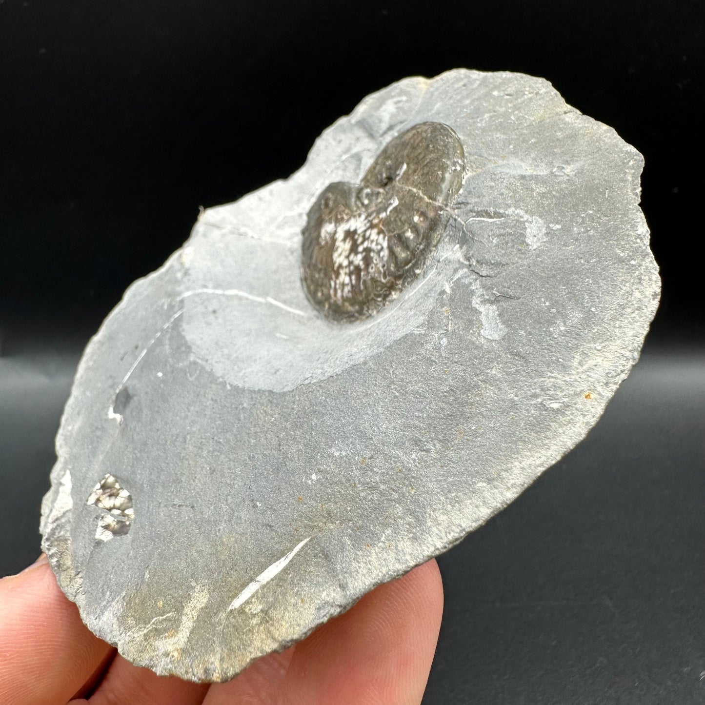 Pseudolioceras lythense Ammonite fossil with box and stand - Whitby, North Yorkshire, Yorkshire Fossils on the Jurassic Coast