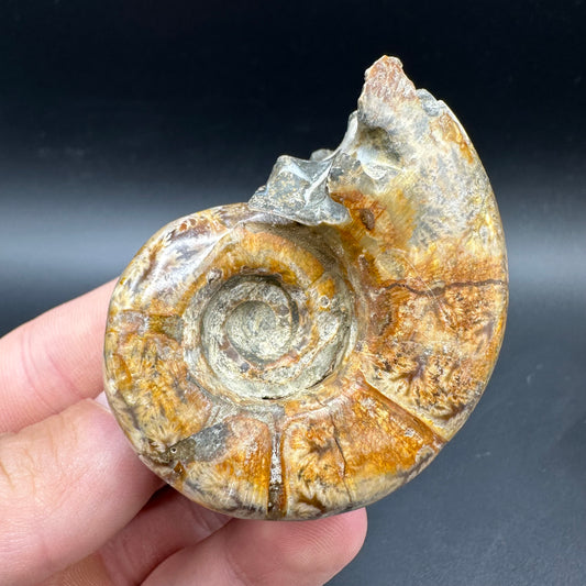 Lytoceras Ammonite Fossil With Box And Stand - Cretaceous Ammonite Madagascar