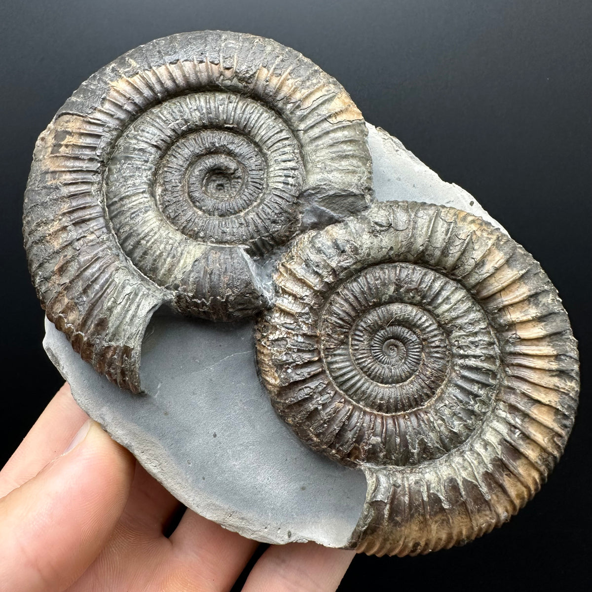 Dactylioceras Ammonite Fossil With Stand - Whitby, North Yorkshire Jurassic Coast Yorkshire Fossils