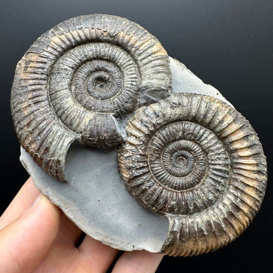 Dactylioceras Ammonite Fossil With Stand - Whitby, North Yorkshire Jurassic Coast Yorkshire Fossils